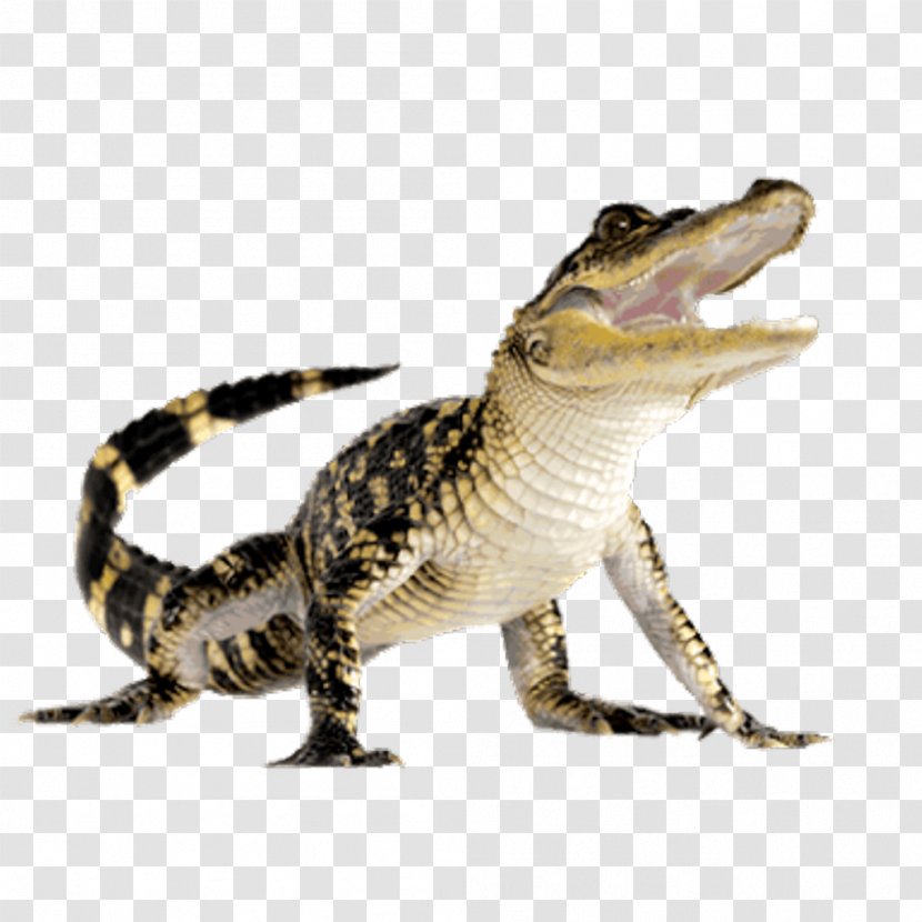 Crocodiles American Alligator - Terrestrial Animal - Crocodile Transparent PNG