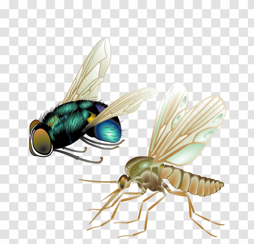 Mosquito Fly Insect Vector - Membrane Winged - Realistic Mosquitoes, Flies Transparent PNG