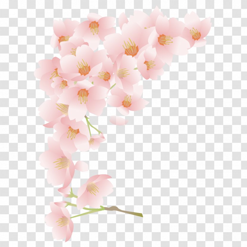 National Cherry Blossom Festival - Pink Blossoms Transparent PNG