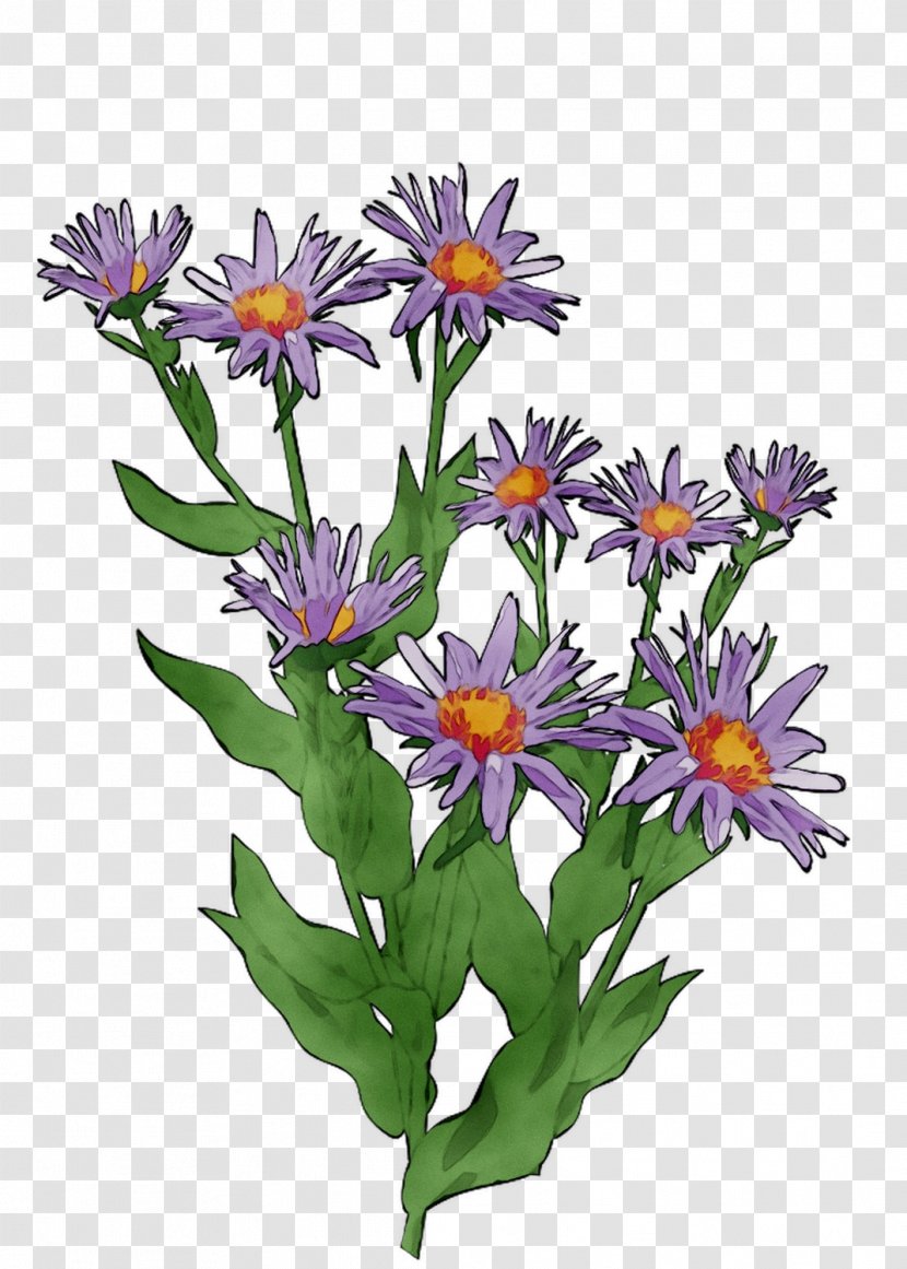 Annual Plant Herbaceous Purple Plants - African Daisy Transparent PNG