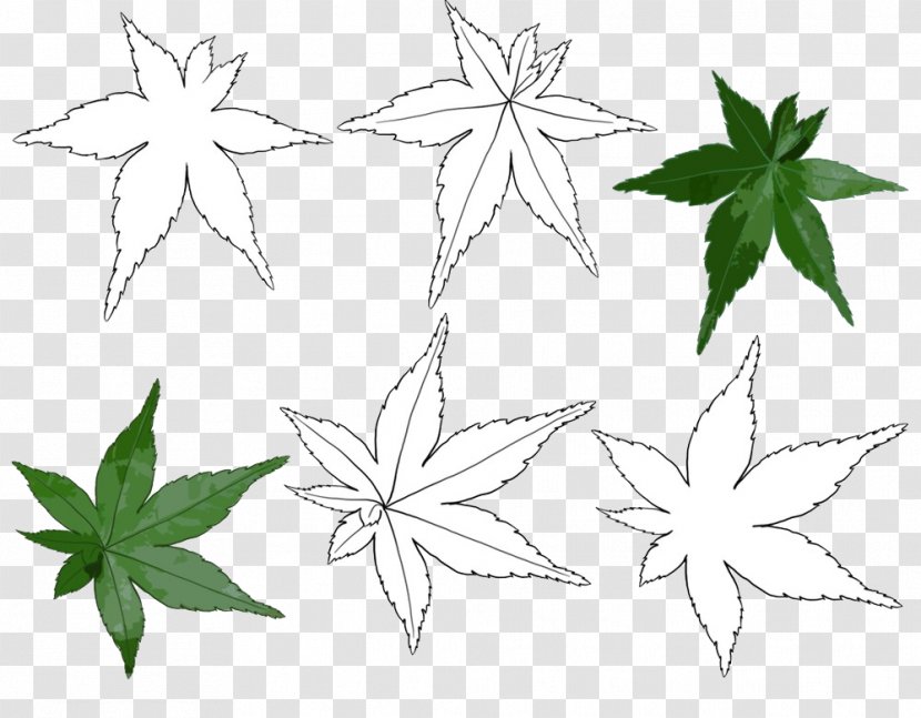 Black And White Maple Leaf Line Art - Point - Painted Simple Pen Transparent PNG