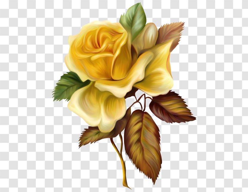 Painting Yellow Rose Oil Paint - Garden Roses - Painted Picture Clipart Transparent PNG