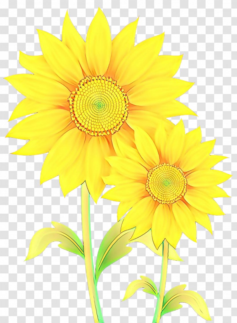 Common Sunflower Transvaal Daisy Chrysanthemum Cut Flowers Floral Design - Yellow Transparent PNG