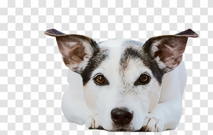 Dog And Cat - Cute - Ear Rat Terrier Transparent PNG