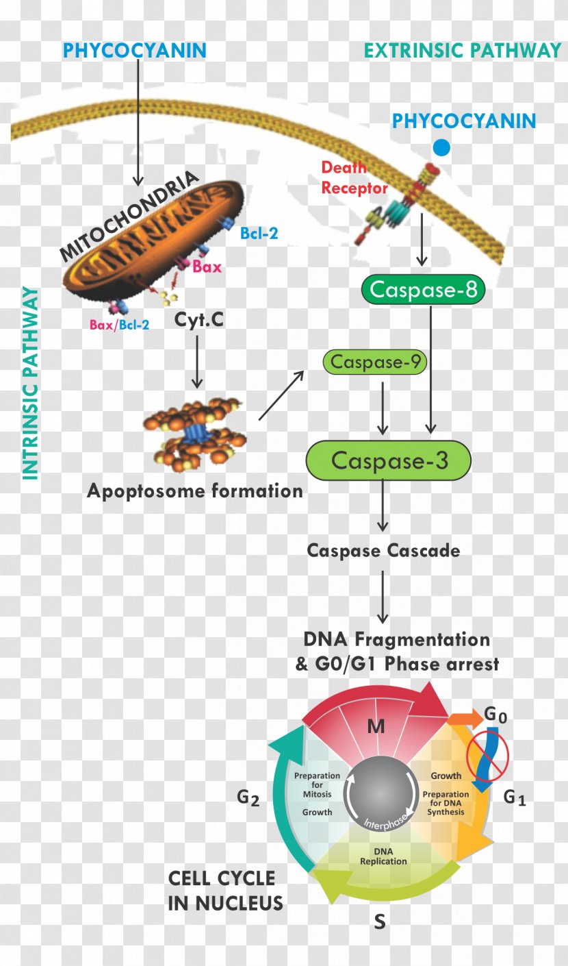 Phycocyanin Dietary Supplement Treatment Of Cancer Apoptosis - Watercolor - Flower Transparent PNG