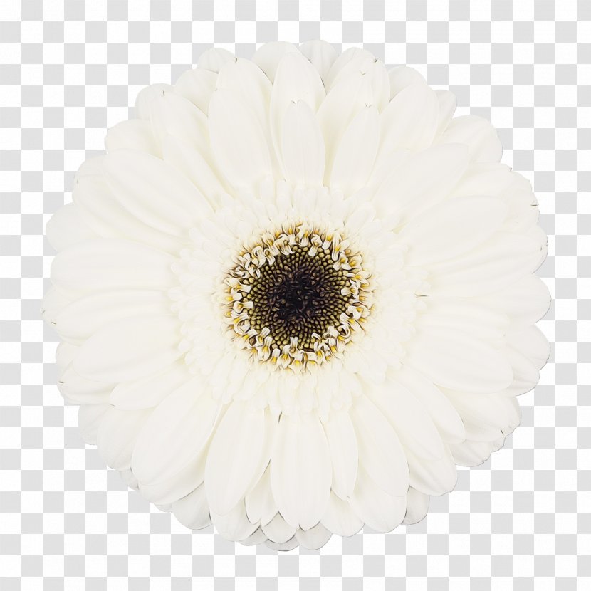 Flowers Background - White - Ceiling Artificial Flower Transparent PNG