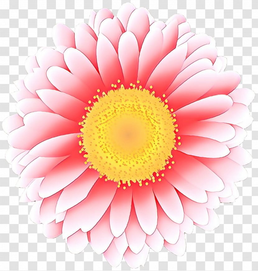 Flowers Background - Daisy Family - Perennial Plant Marguerite Transparent PNG