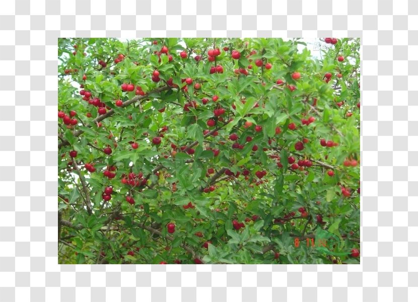 Barbados Cherry Crataegus Pinnatifida Juice Fruit Mandarin Orange - Tree Transparent PNG