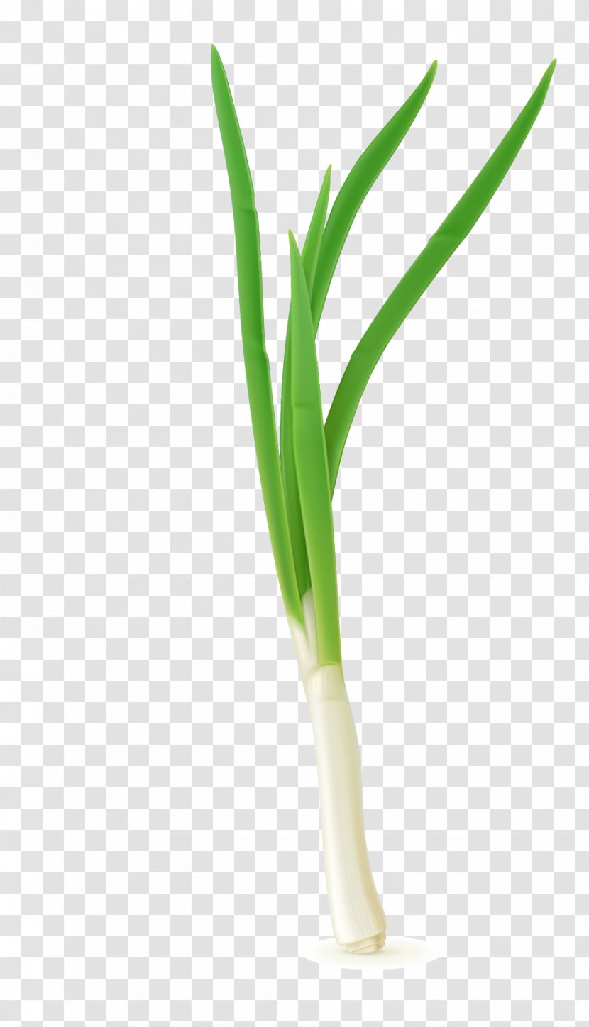 Allium Fistulosum Scallion Vegetable - Grass Family - Vector Onion Leaves Transparent PNG