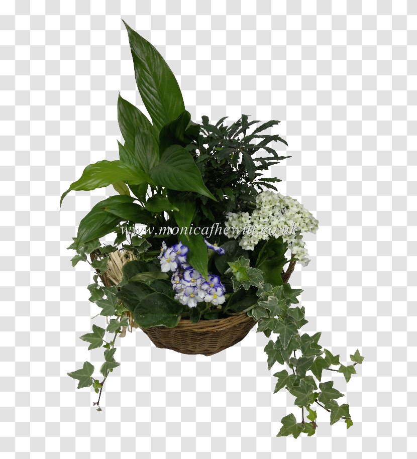 Flowerpot Leaf Houseplant Herb - Plant Transparent PNG