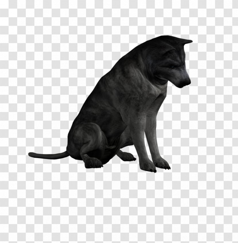 Whiskers Dog Mare DAS Productions Inc Foal - Black Cat - Wolf Creative Transparent PNG