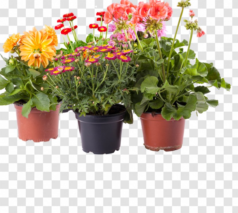 Amazon.com Flowerpot Houseplant - Garden - Patio Transparent PNG