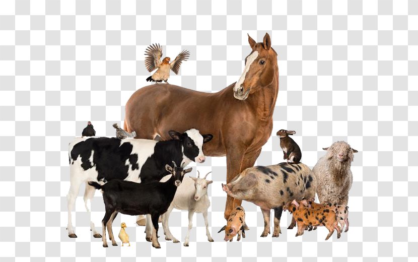 Cattle Horse Livestock Agriculture Farm - Wildlife Transparent PNG