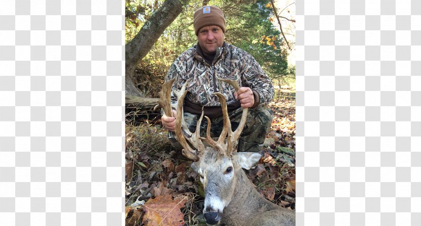 Elk White-tailed Deer Hunting Red - White Tailed Transparent PNG