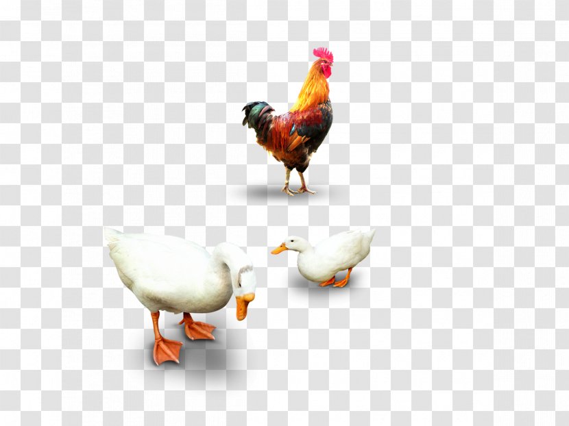 Chicken Duck Domestic Goose - Beak - Chickens And Ducks Transparent PNG