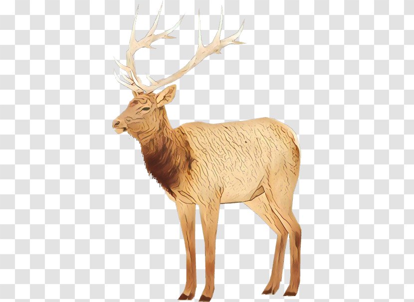 Reindeer - Deer - Fawn Horn Transparent PNG