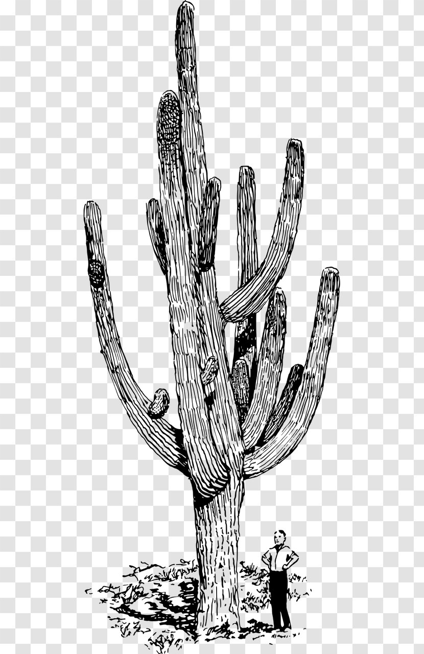 Cactaceae Succulent Plant Mexican Giant Cactus Clip Art - Monochrome - Hogweed Transparent PNG