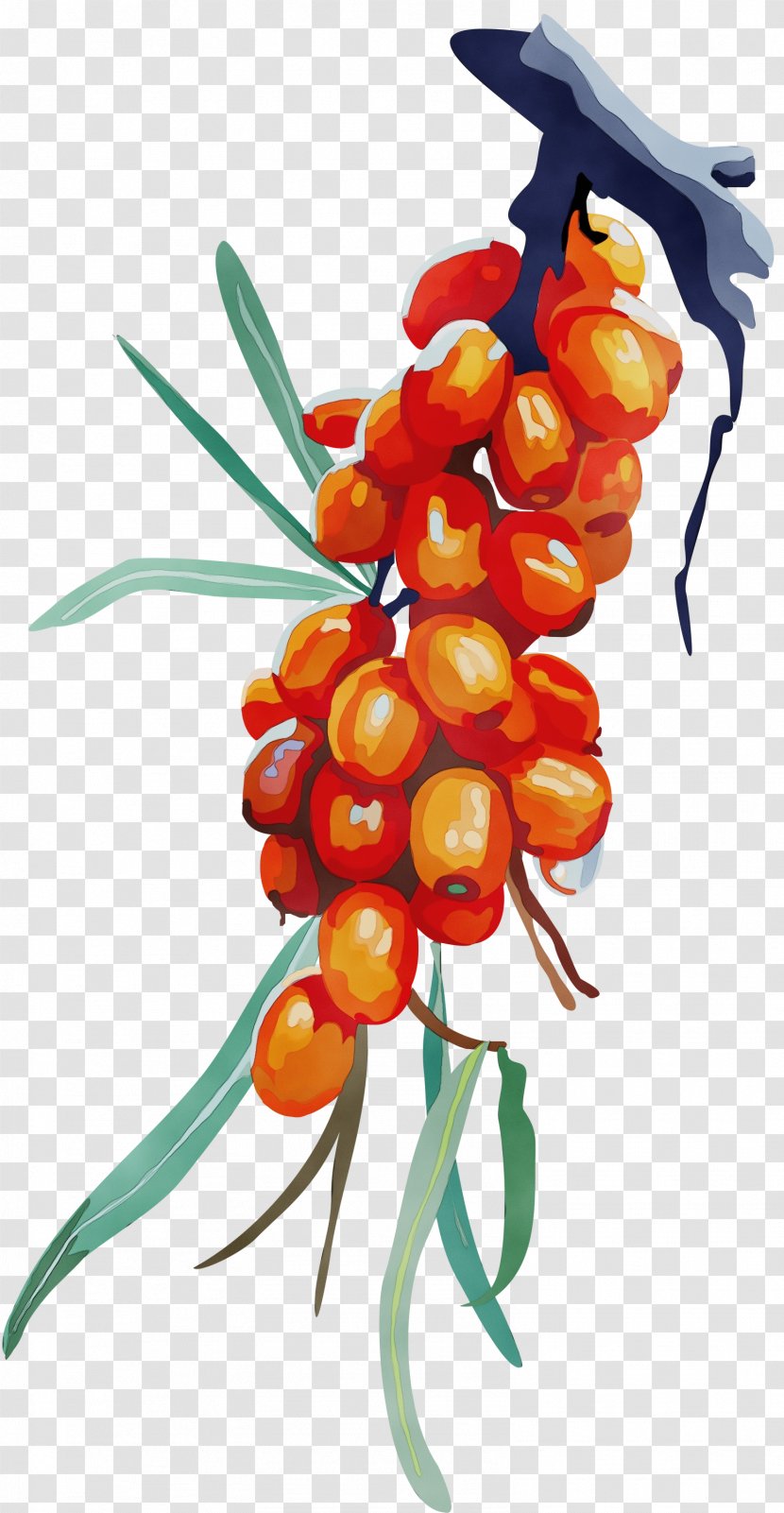 Flower Plant Hippophae Flowering Transparent PNG