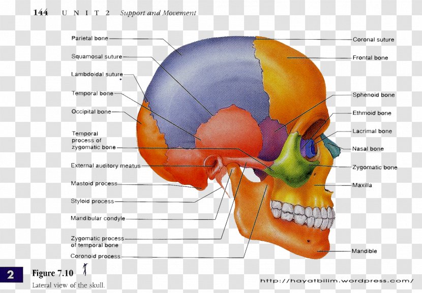 Skull Human Anatomy Body Skeleton - Watercolor Transparent PNG