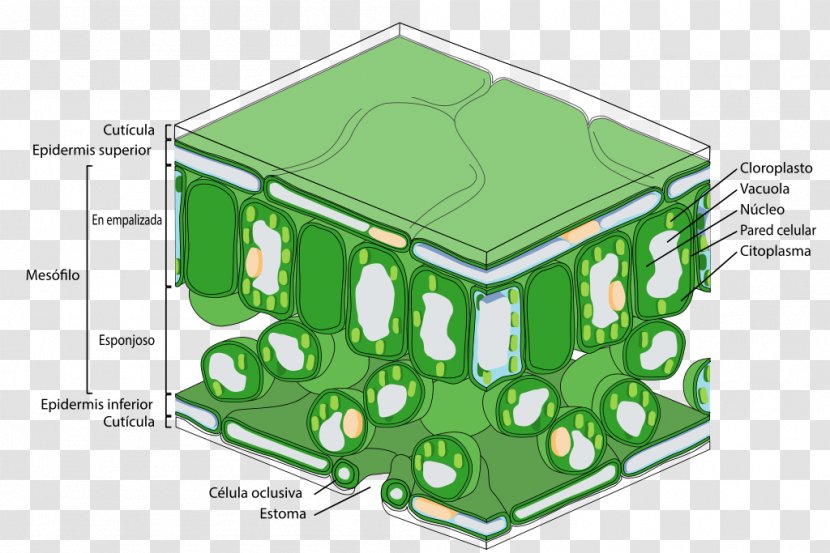 Leaf Photosynthesis Palisade Cell Structure Epidermis - House - Folha Transparent PNG