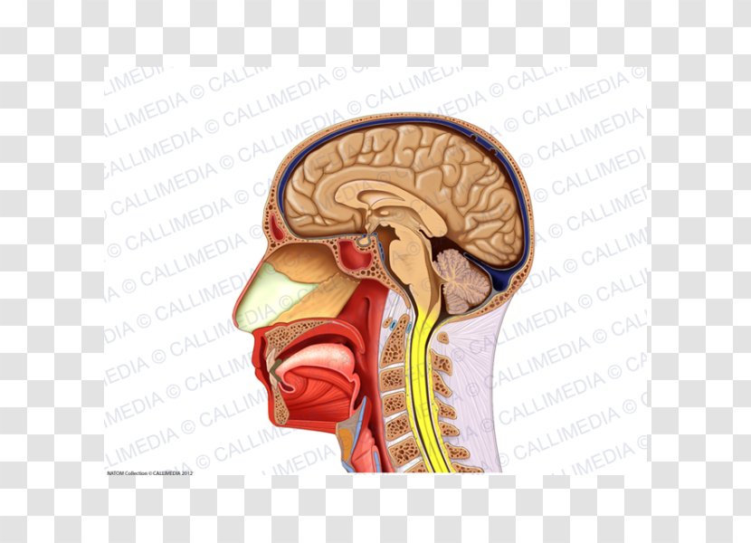 Human Anatomy Neck Muscle Nerve - Silhouette - Arm Transparent PNG