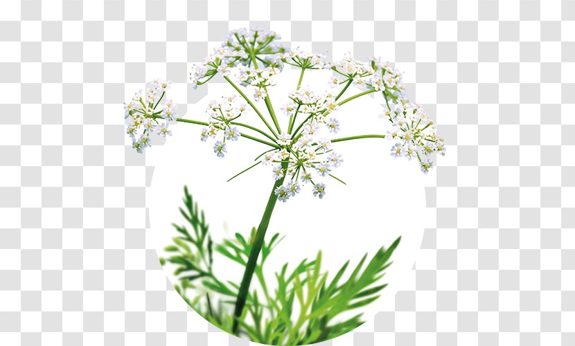 Cow Parsley Caraway Iberogast Sweet Cicely Plant - Subshrub - Family Transparent PNG