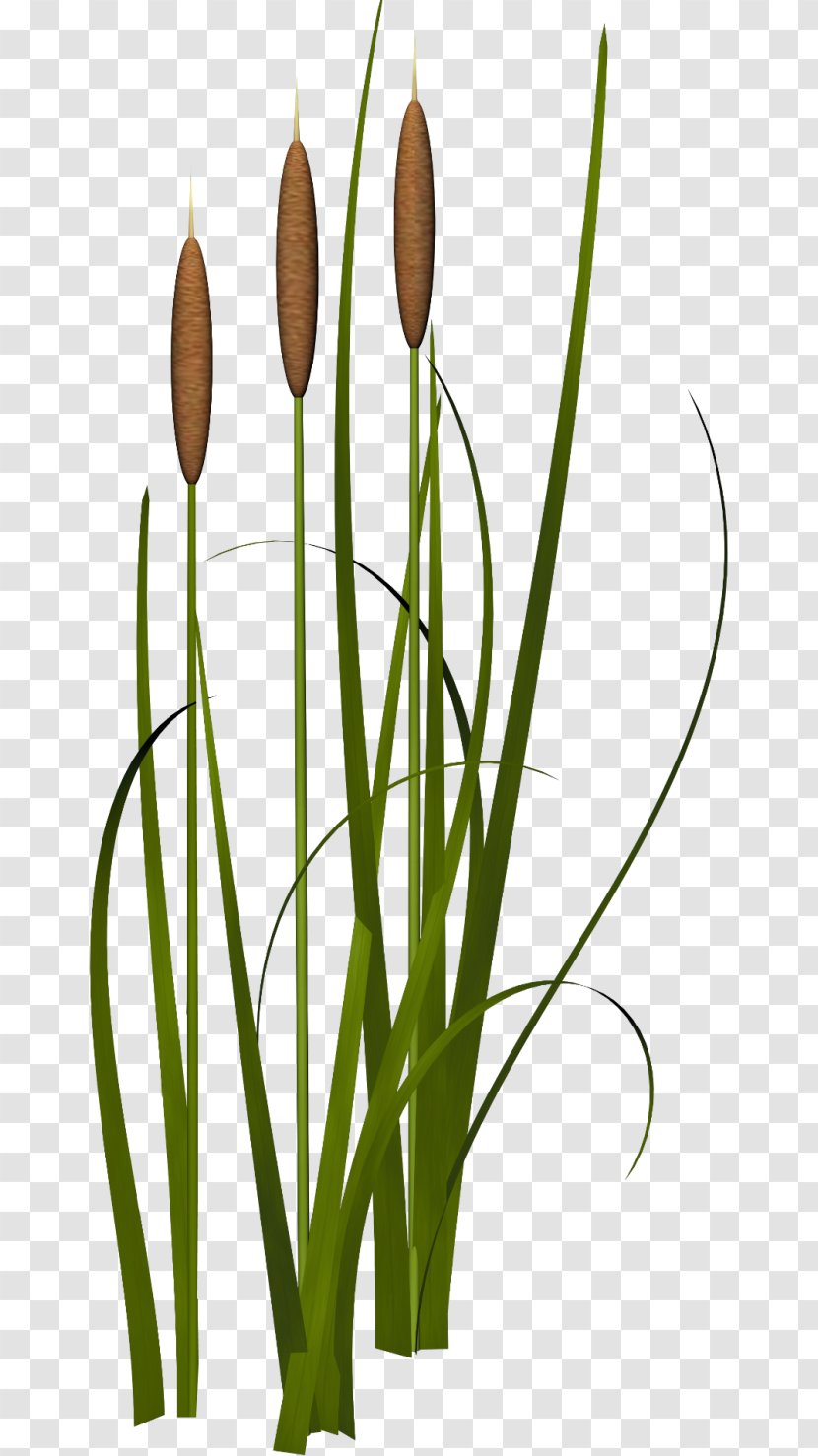 Aquatic Plants Grasses Animal - Typha Orientalis - Bamboo Transparent PNG