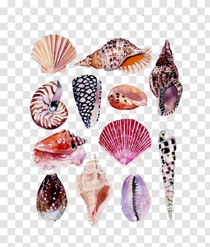 Drawing Watercolor Painting Art Nature Illustration - Idea - Conch Shell Beach Transparent PNG