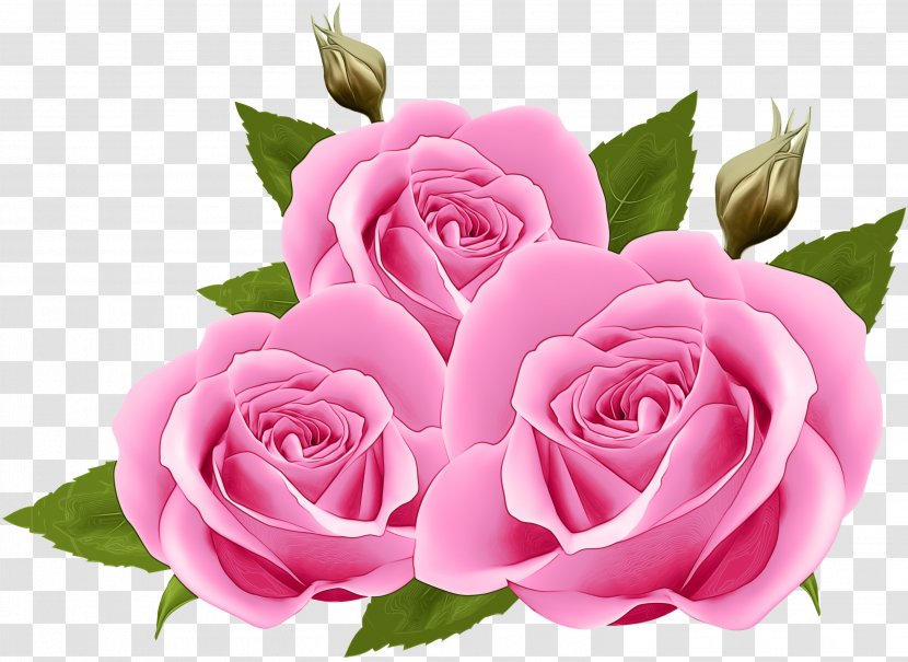 Pink Flowers Background - Floribunda - Floristry Camellia Transparent PNG