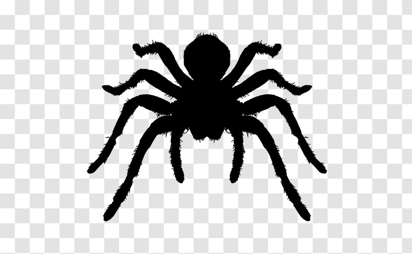 Spider Brazilian Whiteknee Tarantula Arthropod Icon - Arachnid - Silhouette Transparent PNG