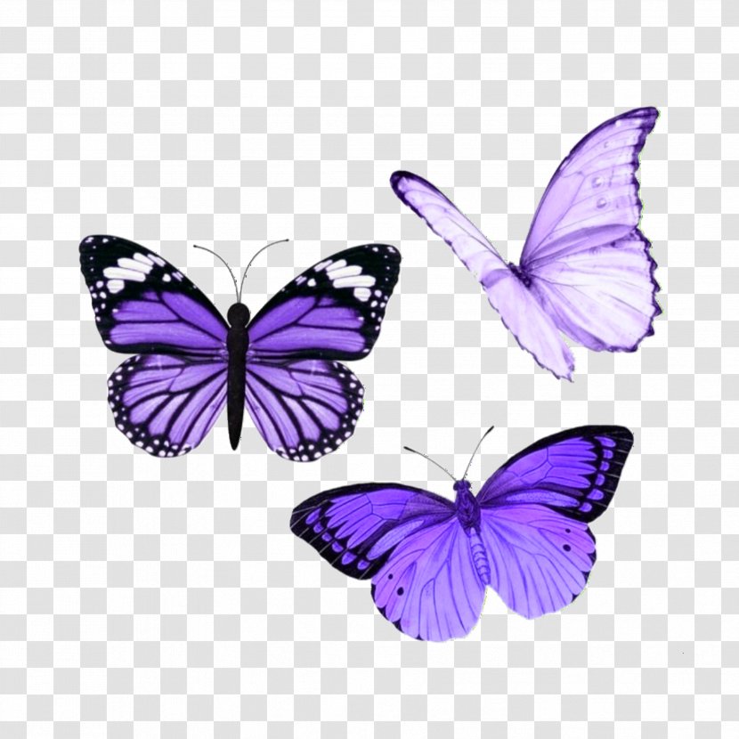 Insect Clip Art Image Glasswing Butterfly Menelaus Blue Morpho Transparent PNG