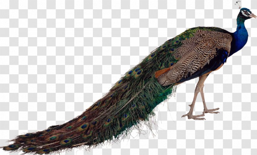 Bird Asiatic Peafowl Green - Ostrich Transparent PNG