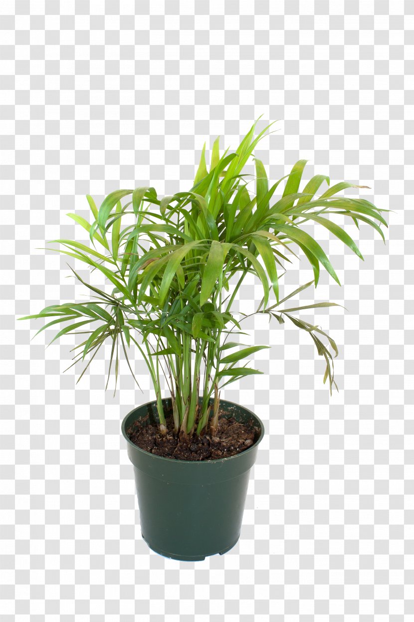 Flowerpot Bamboo Houseplant - Tree - Potted Material Transparent PNG