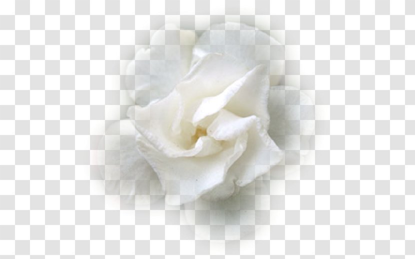 Flower .de White .net Transparent PNG