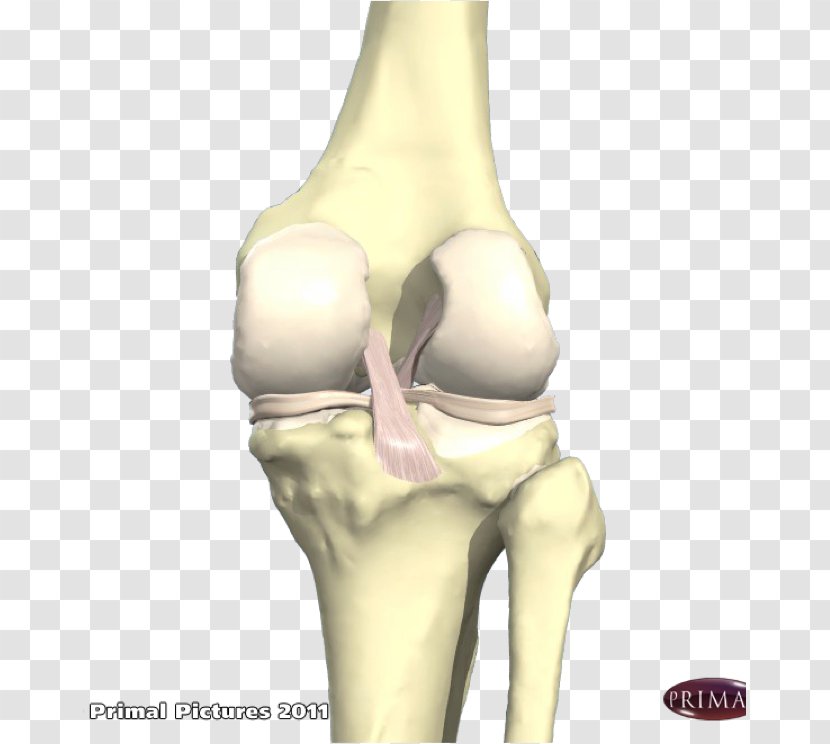 Finger Hip Shoulder Knee Neck - Bone - Pes Cavus Transparent PNG