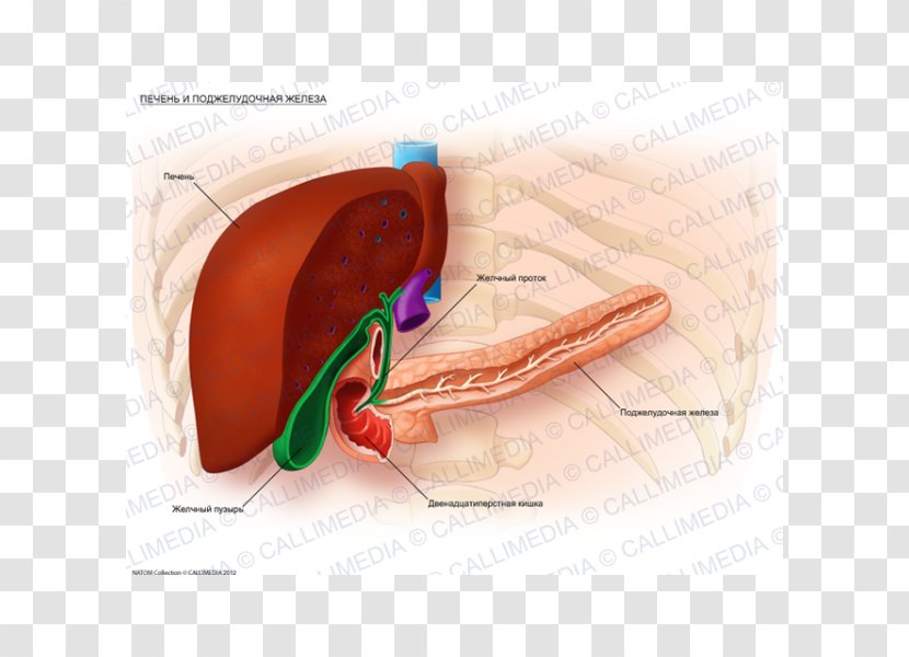 Liver Metastasis Bile Duct Gallbladder Hepatocellular Carcinoma - Flower - Human Transparent PNG