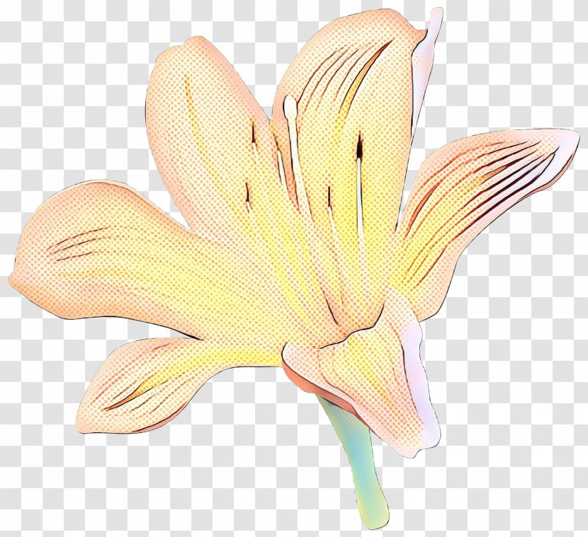 Cut Flowers Jersey Lily Plant Stem Plants Belladonna - Flower - Petal Transparent PNG