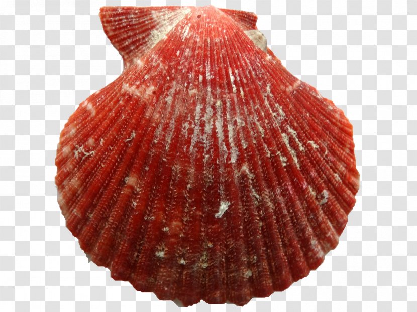 Cockle Clam Conchology Pectinidae Seashell Transparent PNG
