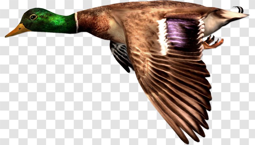 Duck Bird Goose Mallard Chicken - Heron Transparent PNG