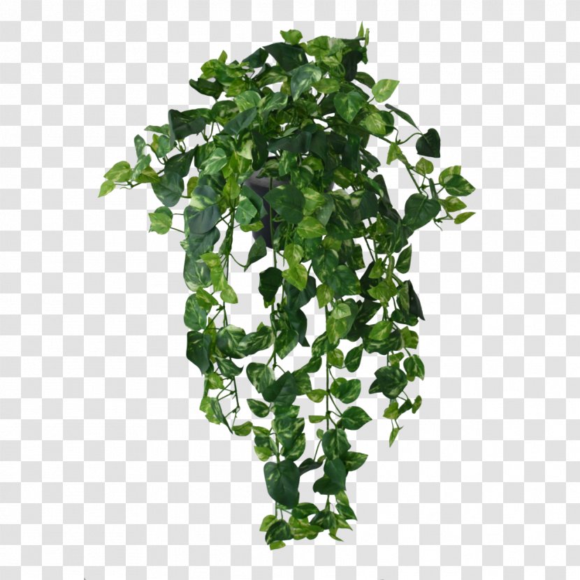 Aeschynanthus Radicans Plant Vine Mona Lisa - Common Ivy - Jungle Transparent PNG