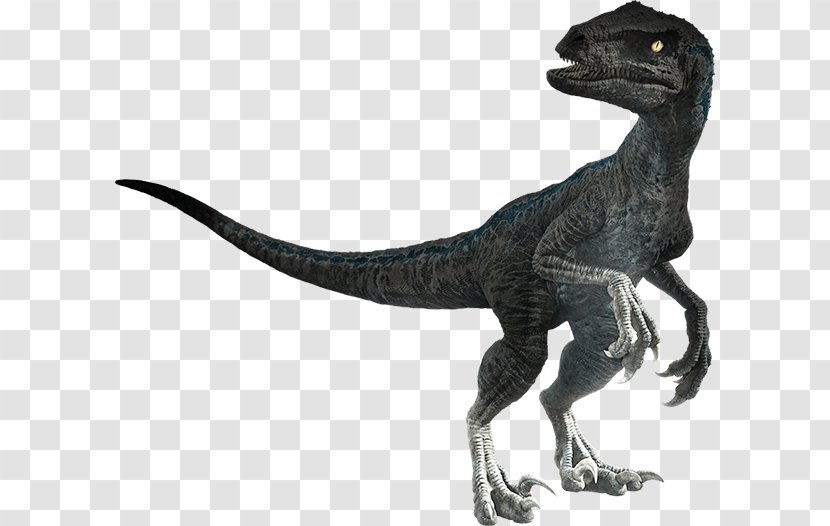 Velociraptor Universal Pictures Tyrannosaurus Stygimoloch Jurassic Park - Film - World: Fallen Kingdom Transparent PNG