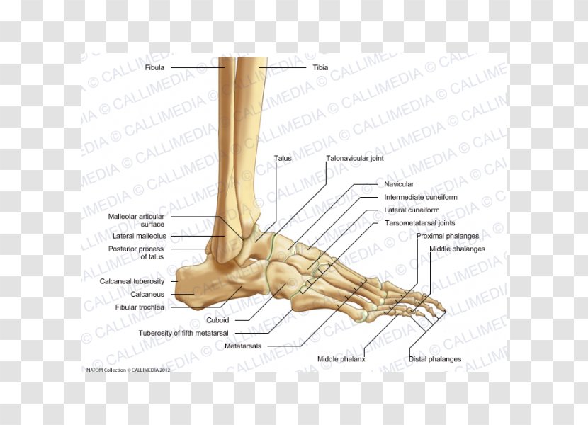 Foot Thumb Bone Ankle Joint - Silhouette - Osso Transparent PNG