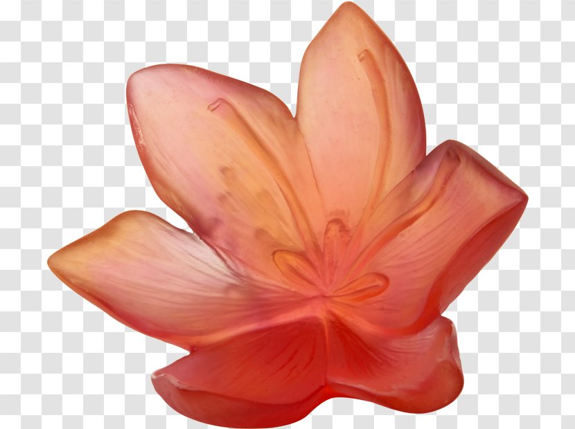 Orange - Plant - Herbaceous Water Lily Transparent PNG