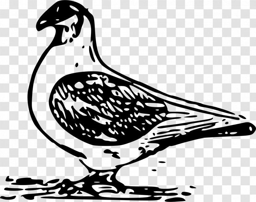 Columbidae Bird Domestic Pigeon Clip Art Transparent PNG