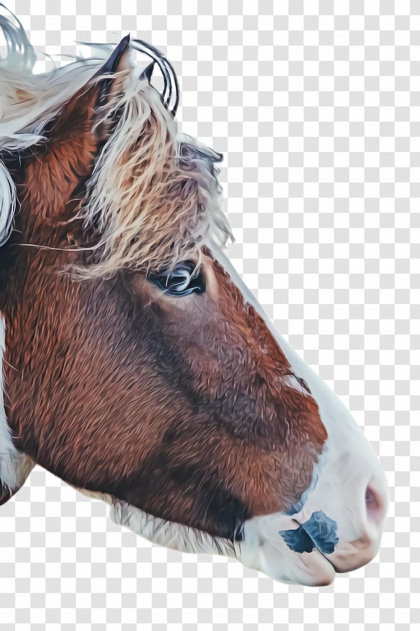 Horse Cartoon - Mane - Livestock Liver Transparent PNG