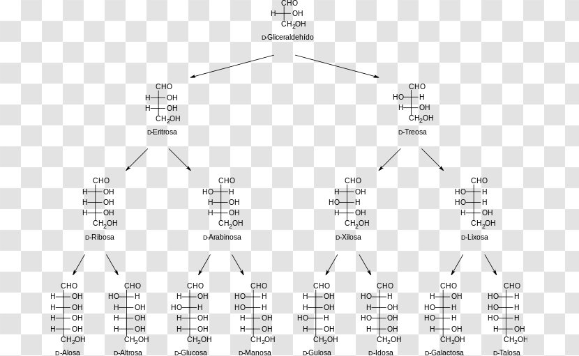 Aldose Carbohydrate Monosaccharide Carbon Fischer Projection - Glucose - Arbol Transparent PNG