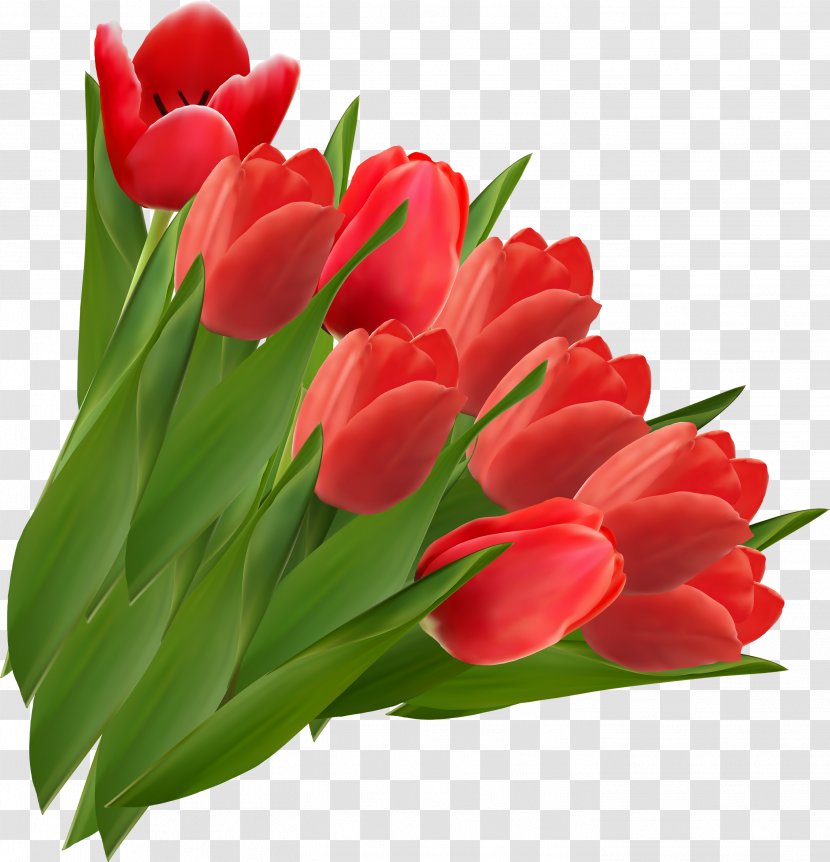 Flower Flowering Plant Tulip Petal Red - Lily Family Leaf Transparent PNG