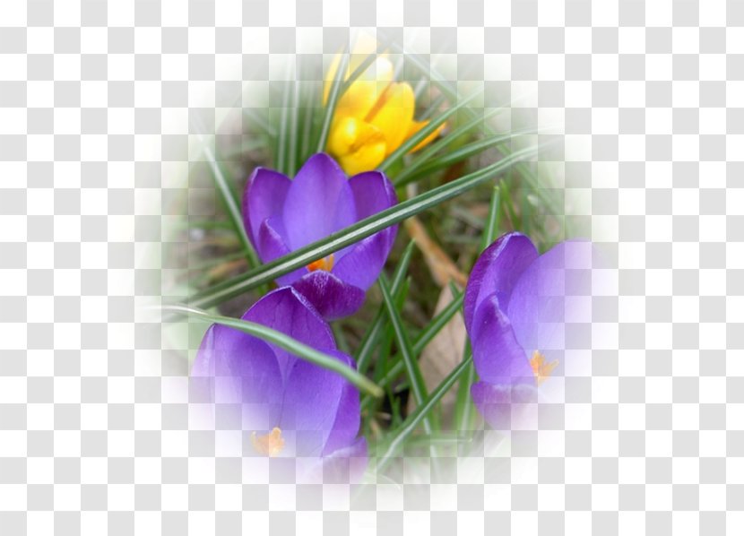 Flower Violet Blue Crocus Lilac - Iridaceae Transparent PNG