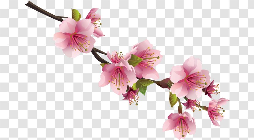 Cherry Blossom Flower Clip Art - Branch Transparent PNG