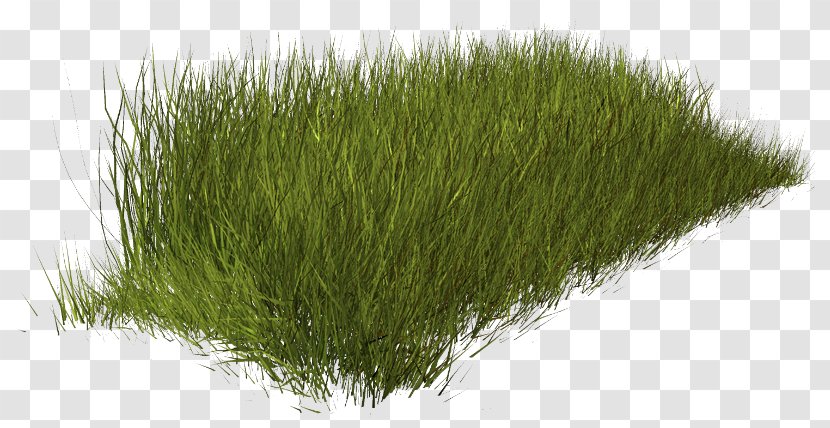 Weed Lawn Fountaingrasses - Love The Natural Environment Transparent PNG